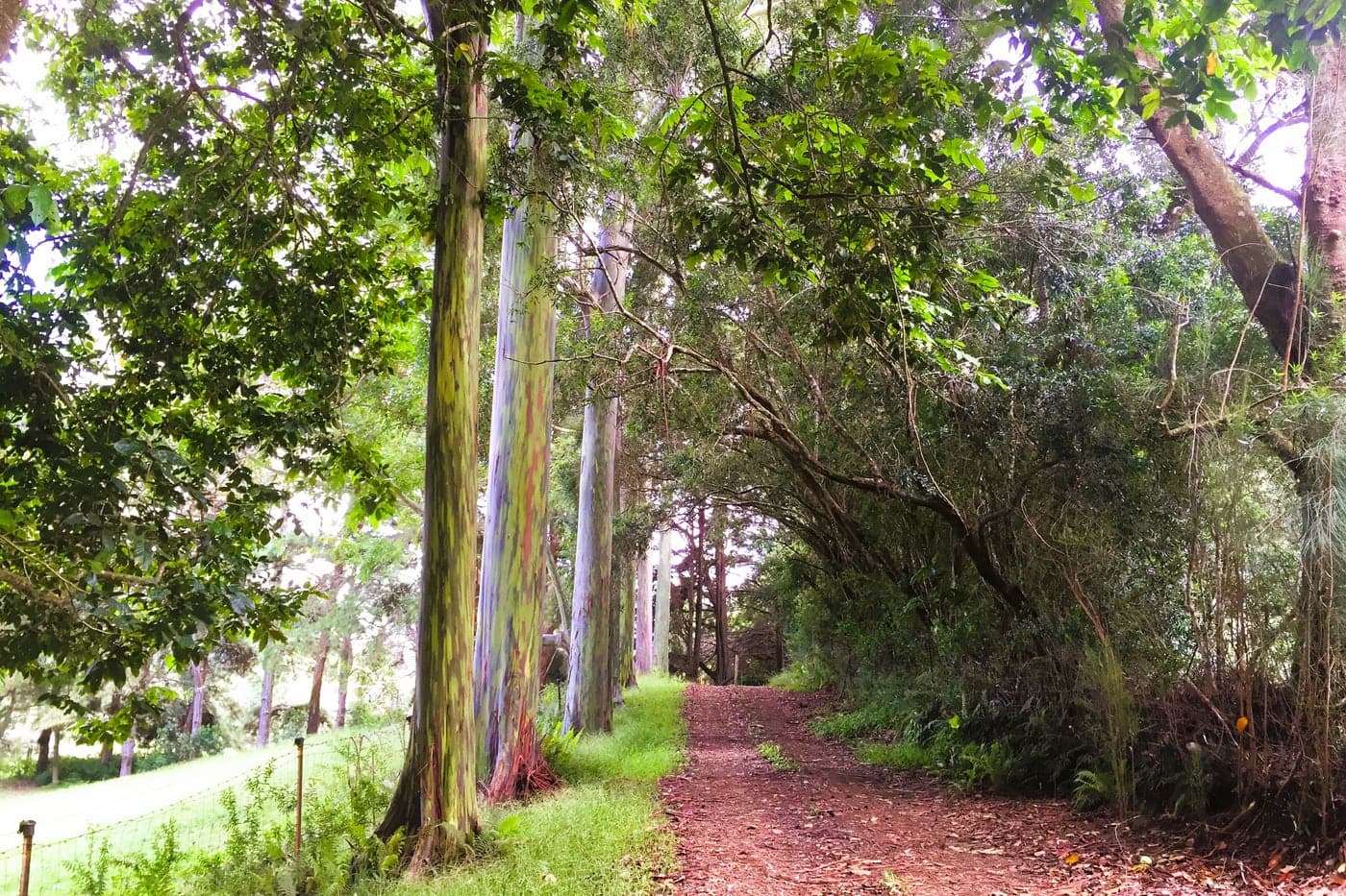 Pa‘auilo